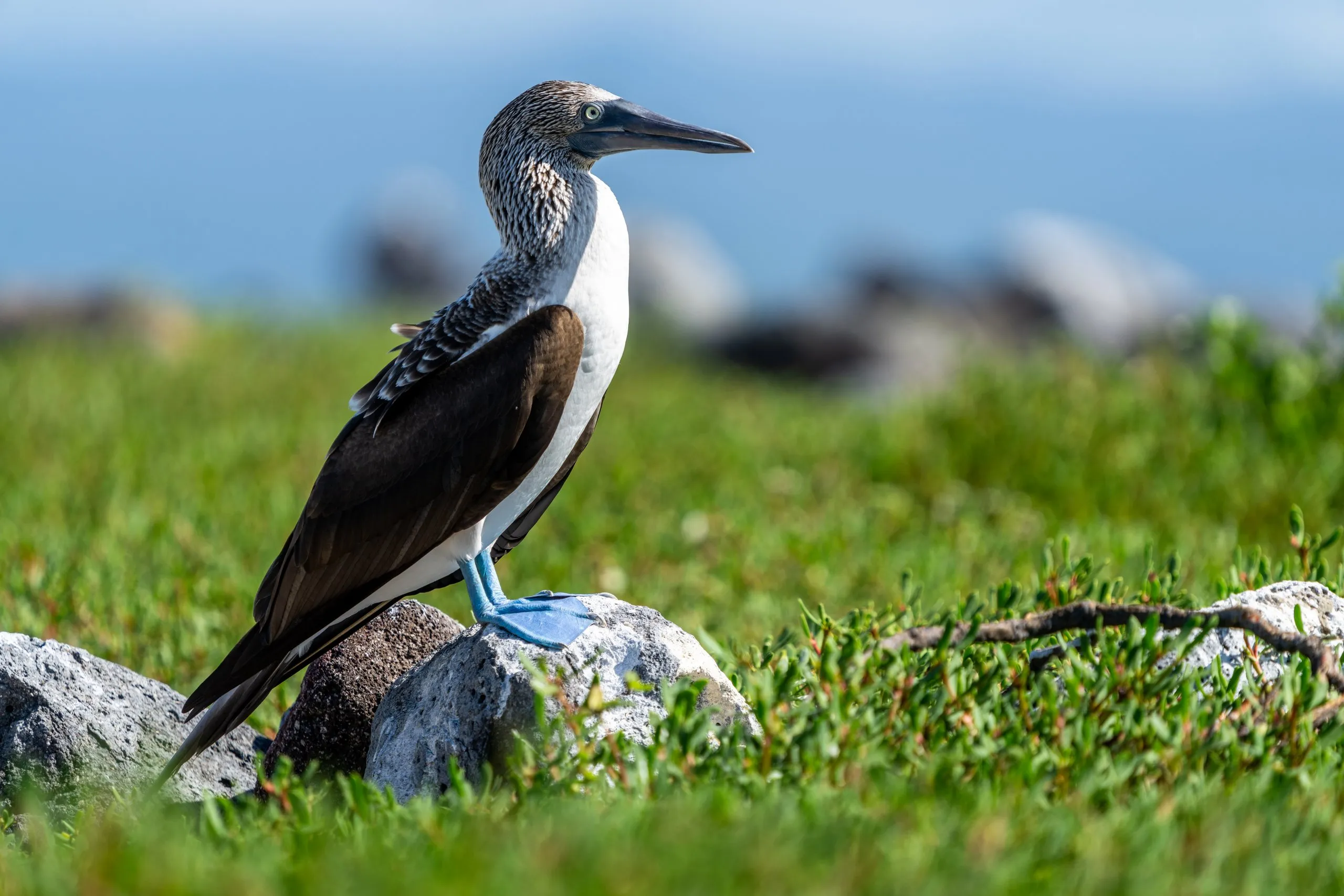 Blue-footed booby standing on lava rock in green grass, Galápagos