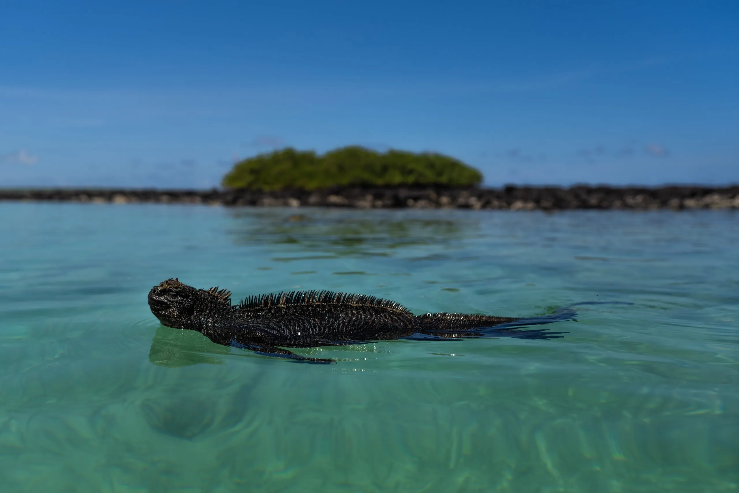 Marine iguana swimming through turquoise water off a small mangrove island, Galápagos
