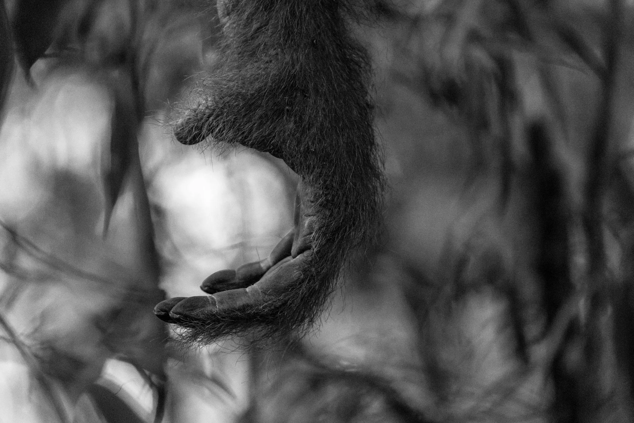Orangutan hand and foot grasping a branch, seen from below, black and white
