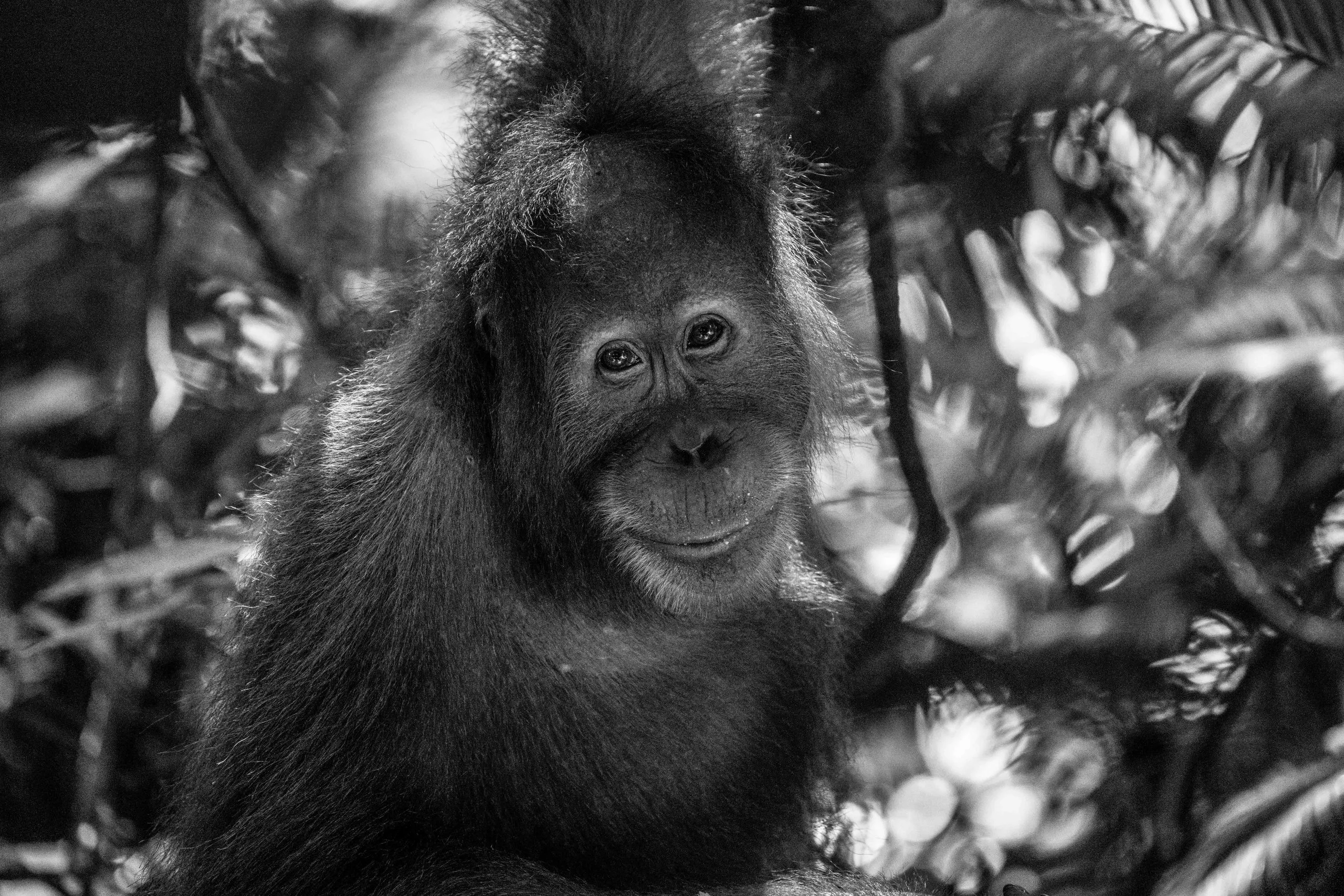Young orangutan looking straight into the camera from the rainforest canopy, black and white