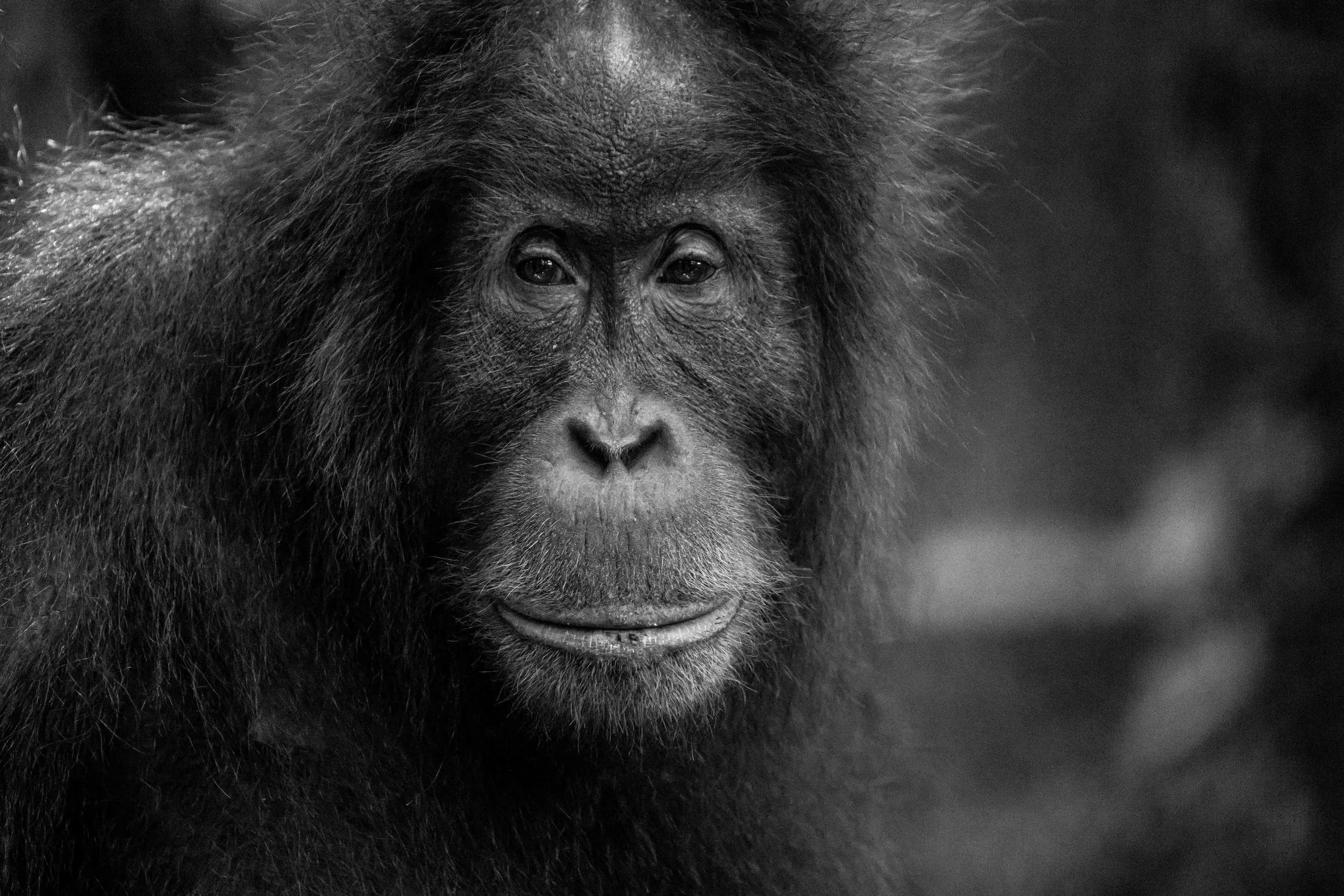Frontal portrait of an adult orangutan looking into the camera, black and white