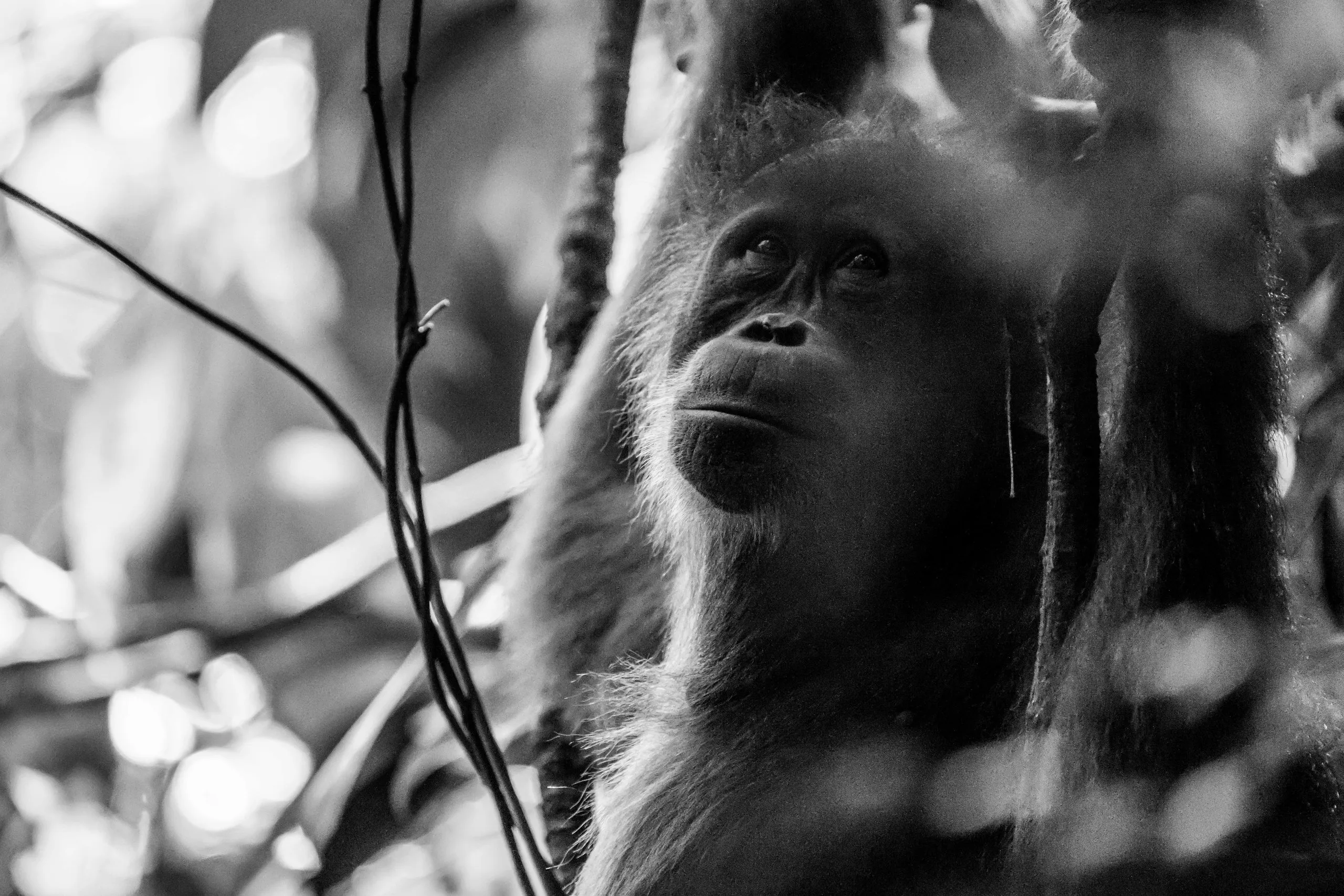 Orangutan gazing upward through hanging vines, black and white