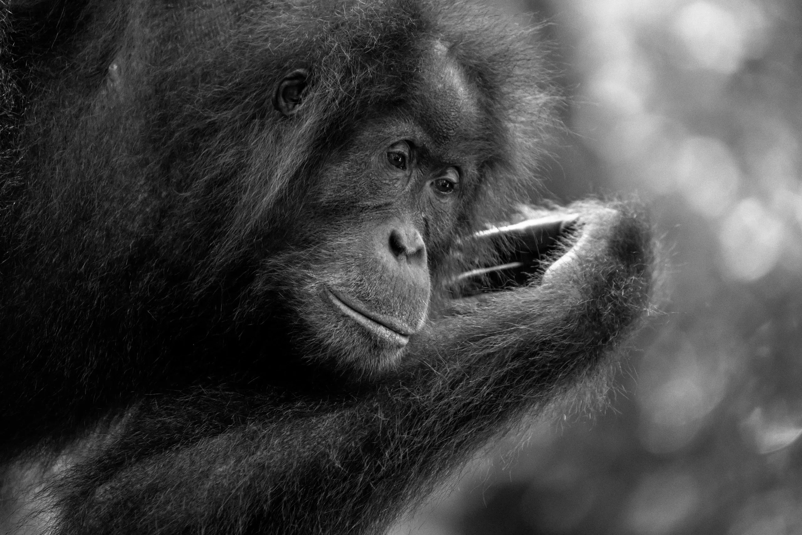 Close-up of an orangutan chewing a leaf, eyes half closed, black and white